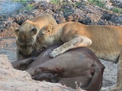 Clip: Trâu rừng chết thảm trước hai con sư tử