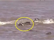 Clip: Vượt sông, ngựa vằn chết thảm trước hàm cá sấu