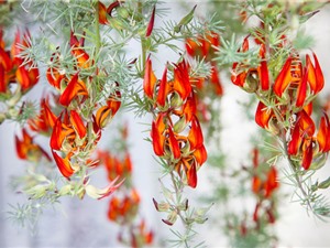 “Tận mục” vẻ đẹp của loài hoa hiếm bậc nhất thế giới