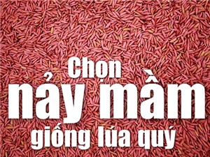 Chọn nảy mầm giống lúa quý từ 7.000 giống ở Việt Nam