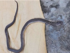 Bắt rắn hổ mang làm thịt, 1 người ở Quảng Nam bị cắn tử vong