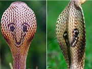 Phát hiện con rắn hổ mang độc nhất vô nhị có hình mặt cười sau lưng