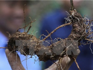 Người tiêu dùng đang bị rơi vào "ma trận" sâm Ngọc Linh thật-giả