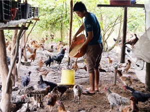 Làm giàu từ chăn nuôi: Gà thả vườn trên đệm sinh học, chưa thấy ế