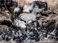 Cận cảnh ngựa vằn nỗ lực giành sự sống giữa bầy linh dương đầu bò