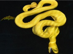 Phát hiện loài rắn màu vàng kỳ lạ