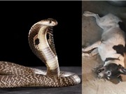 Clip: Chó chết thảm vì bảo vệ chủ nhân trước rắn hổ mang