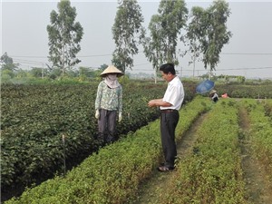 Quản lý rau an toàn theo mô hình cộng đồng