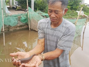 Làm giàu ở nông thôn: Rắc muối "thả thính" cá bớp "bốn mắt", thu trăm triệu/năm