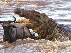 Clip: Bầy cá sấu “tàn sát” linh dương đầu bò