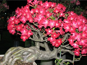 Kỹ thuật trồng và chăm bón cây sứ Thái cho hoa nở quanh năm