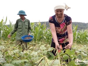 Thu 4 tỷ đồng nhờ trồng đậu trên đất lúa cao cưỡng