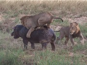 Hai con sư tử “truy cùng diệt tận” chú hà mã