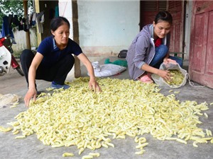 Cả làng nuôi tằm làm thức ăn, không trồng dâu lại có tiền rủng rỉnh