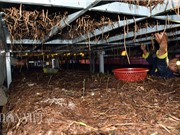Đi mượn 260m2 trồng nấm rơm kiểu mới, mỗi tháng lãi 15 triệu đồng