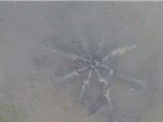 Vật thể hình sao biển 8 chân nghi thiết bị ngoài hành tinh