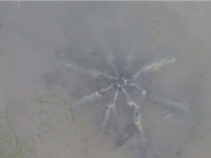 Vật thể hình sao biển 8 chân nghi thiết bị ngoài hành tinh