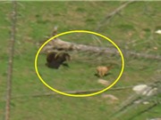 Clip: Gấu xám Bắc Mỹ trổ tài săn nai sừng xám