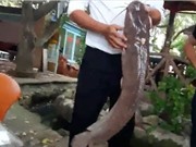 Clip: Câu được cá trê “khủng” trên sông Sài Gòn