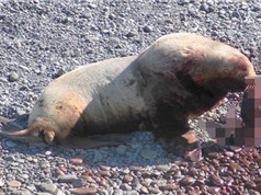 Sư tử biển giết và ăn thịt con non khiến chuyên gia "đau đầu"