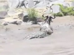 Clip: Linh dương đầu bò chết thảm trước hàm cá sấu