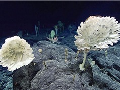 Phát hiện rừng bọt biển ở độ sâu 2.000 m dưới đáy biển