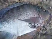 Clip: Câu cá rô phi 2,7 kg trên sông Đồng Nai