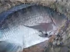 Clip: Câu cá rô phi 2,7 kg trên sông Đồng Nai