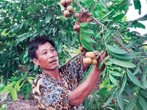 Biệt tài "sai khiến" na, nhãn ra quả trái vụ, nhà nông thu bộn tiền