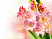 Kỹ thuật trồng và chăm sóc hoa lay ơn cho hoa nở quanh năm