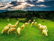 Ba Lan thuê 250 con cừu làm thợ cắt cỏ bờ sông
