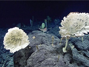 'Khu rừng' bọt biển ở độ sâu 2.000 m dưới đáy biển Mỹ