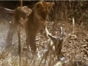 Clip: Màn so tài kịch tính giữa sư tử con với trăn