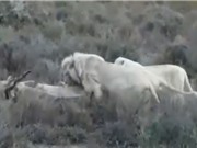 Clip: Bầy sư tử trắng quý hiếm săn linh dương nặng gần 1 tấn