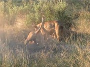 Clip: Bầy sư tử đào hang tiêu diệt lợn rừng