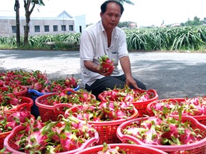 Về Long An gặp Thành “khùng” xuất khẩu thanh long, cứu cả hợp tác xã