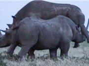 Tê giác đực đánh ghen, giành giao phối