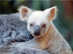 Gấu koala trắng cực hiếm ở Australia