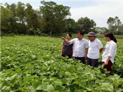 Thanh Hóa tìm cây trồng nông nghiệp phù hợp với vùng đất ven biển
