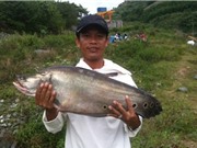 Bắt được cá thác lác nặng hơn 7kg ở Quảng Nam