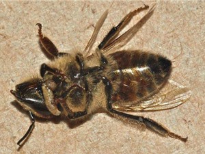 Những sự thật ít biết về loài ong thây ma có độc
