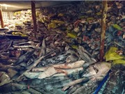 Kinh hoàng cảnh hàng nghìn xác cá mập chất đống trên tàu Trung Quốc