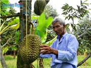 Lão nông U80 tuổi và bí quyết trồng sầu riêng thu 4 - 5 triệu/cây