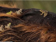 Độc đáo cảnh ếch sống trên lưng trâu 