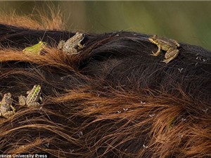 Độc đáo cảnh ếch sống trên lưng trâu 