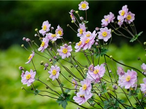 Chùm ảnh vẻ đẹp của hoa xuân Nhật