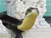 Nhân giống bảo tồn rắn hổ mang ở trại rắn Đồng Tâm