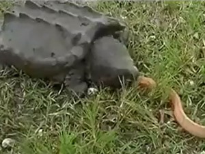 Clip: Rắn hổ mang tự hiến mạng cho rùa cá sấu