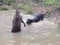 Clip: Chó săn suýt chết đuối vì bị kangaroo dìm xuống nước