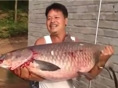 Clip: Chinh phục cá trắm đen khổng lồ ở Bắc Giang